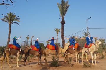 SUNSET CAMEL RIDE IN THE PALM GROVE OF MARRAKECH