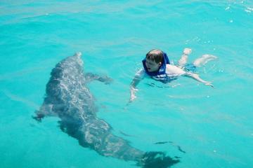 Day Trip Panama City Beach Dolphin Tour with Snorkeling near Panama City Beach, Florida 