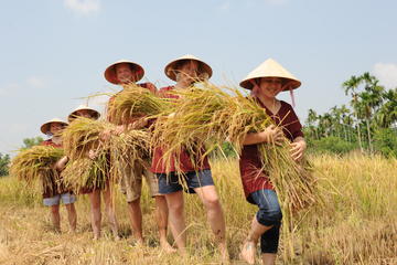 Full-Day Hoi An Town and Tra Que Vegetable Village Tour
