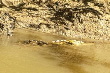 Wildlife Tours