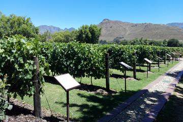 HALF DAY CPT PRIVATE WINE TOUR