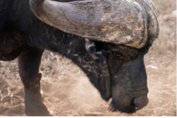SAFARI IN AQUILA GAME RESERVE