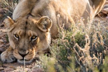 SAFARI IN FAIRY GLEN GAME RESERVE