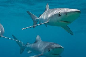SHARK CAGE DIVING IN GANSBAAI PRIVATE SHUTTLE FROM CPT INCLUDED