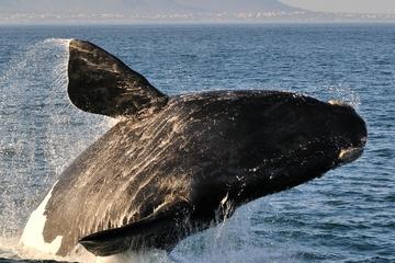WHALE WATCHING IN HERMANUS AND BETTY'S BAY