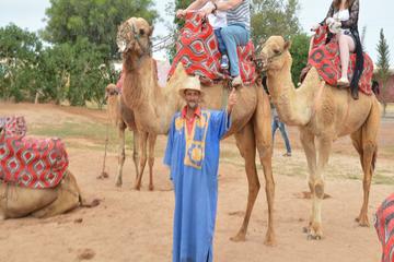 Camel Riding in Agadir