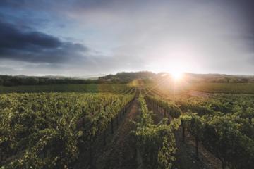 Shared Vineyard Tour