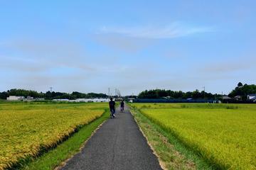 Rural Japan cycling tour to village forest in Ichinomiya
