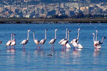 Flamingos Sightseeing Segway Tour