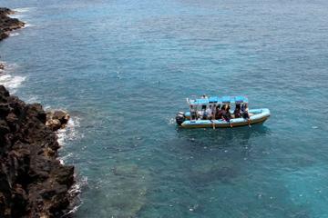 Hawaii Combo: Wild Dolphin Swim and Kealakekua Bay Snorkeling