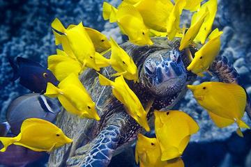 Kealakekua Bay Snorkeling Tour With Optional Honaunau Bay