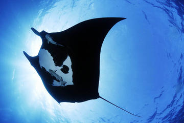 Night Manta Experience
