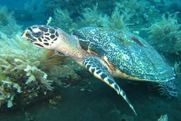 PADI Open Water Diver, Option 3, 1 day in Padang Bay and 1 day in Tulamben
