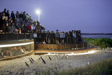 Small-Group Phillip Island and Wildlife Highlights Day Trip from Melbourne Including Penguin Plus Viewing Platform