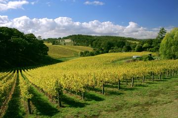 McLaren Vale and Glenelg Tour with Wine Tastings from Adelaide
