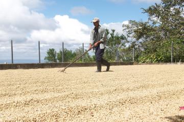 Café Las Flores Coffee Plantation Tour from Managua