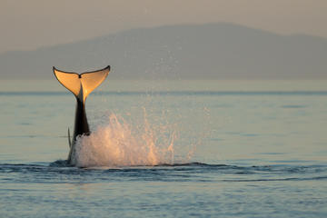 Vancouver Whale Watching Adventure