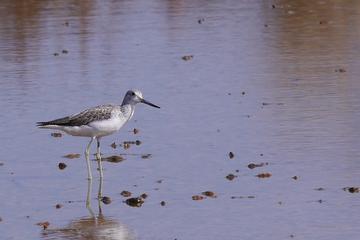 Birdwatching Albufeira