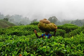 Harvesting tea and making tea drink