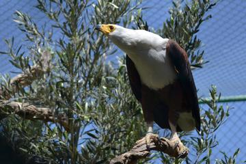 Malta Falconry Centre Admission Ticket