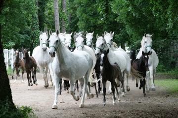 Private Tour: Lipica Stud Farm (Lipizzaner Stud Farm)