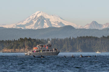 Guaranteed Whale Watching Tour
