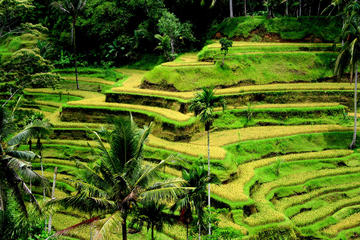 Full-day Private Shore Excursion: Best of Bali Island