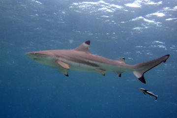 Morning Shark Snorkelling Eco Tour