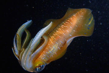 Sunset Plankton Snorkeling Eco Tour