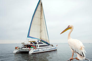 Daily sail from the Walvis Bay Waterfront in search of the Namibian marine Big 5