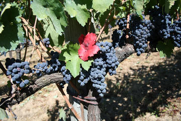 Private Irpinia Wine Tour with Pizza Cooking Class from Sorrento with Sommelier