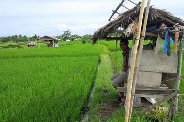 3-hour Bali Rice Terraces Small-Group Hiking Tour