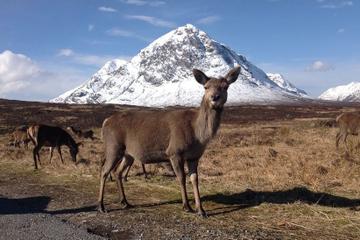 Glencoe, Loch Ness, and The Highlands Tour from Edinburgh