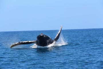 Half-Day Narrated Whale Watch Tour from Eleele