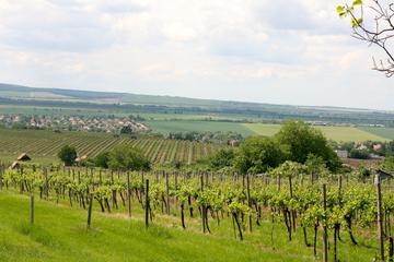 Private Wine and Sightseeing Tour with One-Way Budapest - Bratislava Transfer