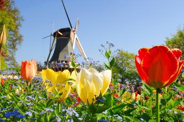 Day Trip to Keukenhof Garden and Flower Fields from Rotterdam