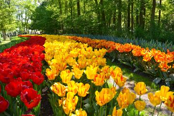 Day trip to Keukenhof Garden and Flowerfields from The Hague