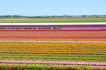 Keukenhof and Flowerfields, Volendam and Zaanse Schans with Small Group