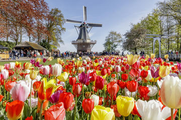 Keukenhof Gardens Day Trip from Amsterdam Including Guided Flower Fields Visit