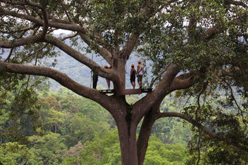 Flight of the Gibbon Pattaya with Thai Lunch and Hotel Transfer