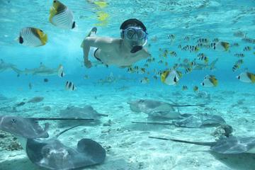 Bora Bora Snorkel Cruise with Shark and Stingray Feeding