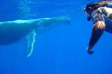 Private Bora Bora Whale Watching and Swimming Experience