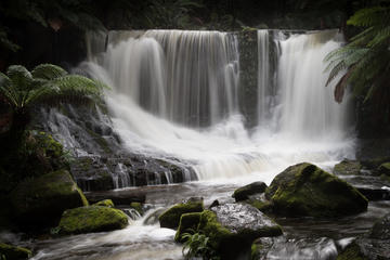Mt Field National Park Including Russell Falls: Private Sightseeing and Photography tour from Hobart
