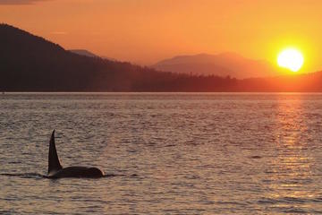Victoria Wine and Whales Combo Tour