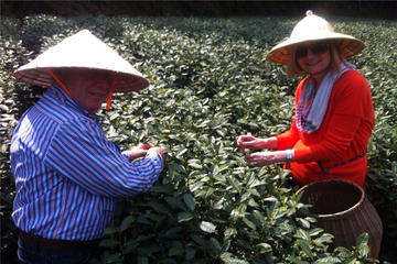Private Full-Day Tea Culture Tour in Hangzhou from Shanghai
