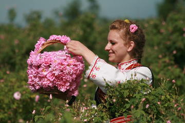 The Valley of the Roses