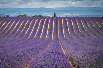 Full-Day Small Group Lavender Tour to Valensole, Moustiers Sainte Marie and Verdon from Aix-en-Provence