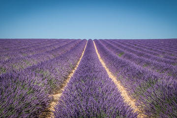 Half-Day private Lavender Tour in Valensole from Aix-en-Provence