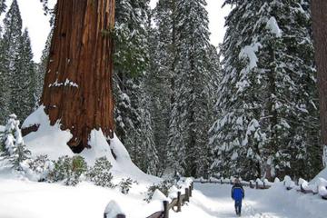 Giant Sequoia Grove Hike or Snowshoe