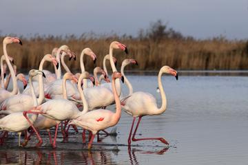Camargue and Les Saintes Maries de la Mer Tour from Avignon